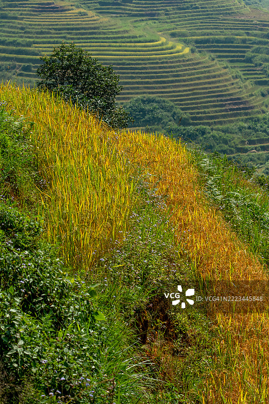 水满的梯田稻田图片素材