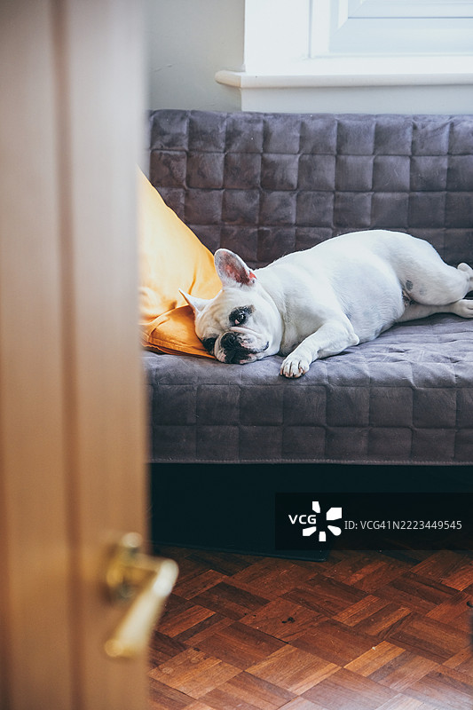 法国斗牛犬在炎热的夏日躺在沙发上图片素材