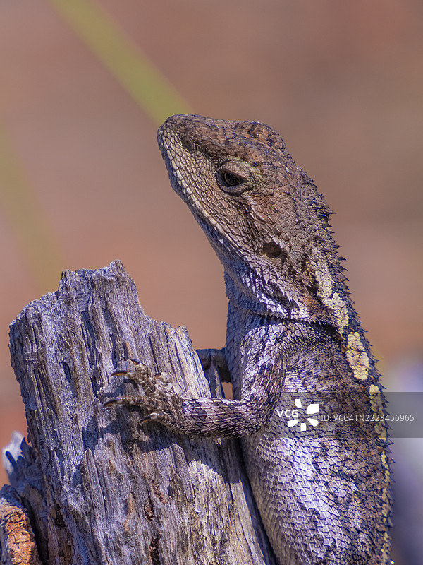 杰基蜥蜴，澳大利亚新南威尔士州东南海岸的梅林布拉图片素材
