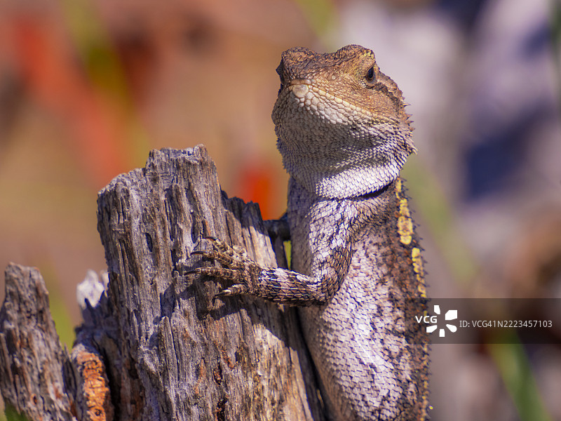 杰基蜥蜴，澳大利亚新南威尔士州东南海岸的梅林布拉图片素材