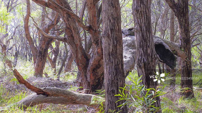 澳大利亚新南威尔士州东南海岸梅林布拉的森林和本土林地景观图片素材