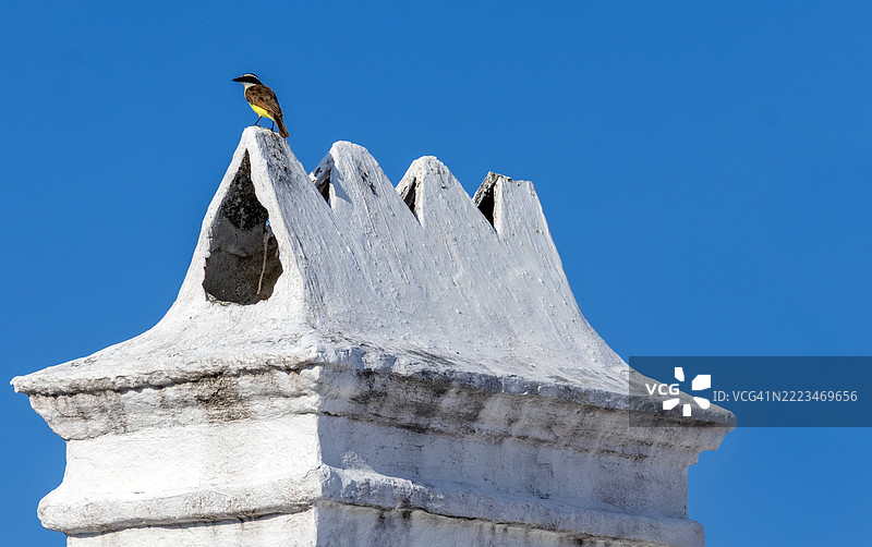 传统烟囱上的黄色卡斯基迪鸟，百慕大圣乔治镇图片素材