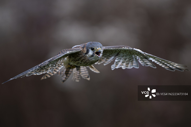 美国小隼在飞行中图片素材