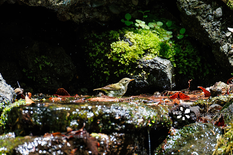 一只可爱的东冠鹟（Phylloscopus coronatus，属于鹟科）在泉水中洗澡。图片素材