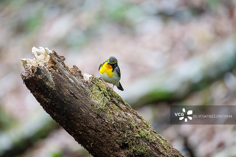 一对可爱的水仙鹟（Ficedula narcissina）在春天的水中洗澡。图片素材