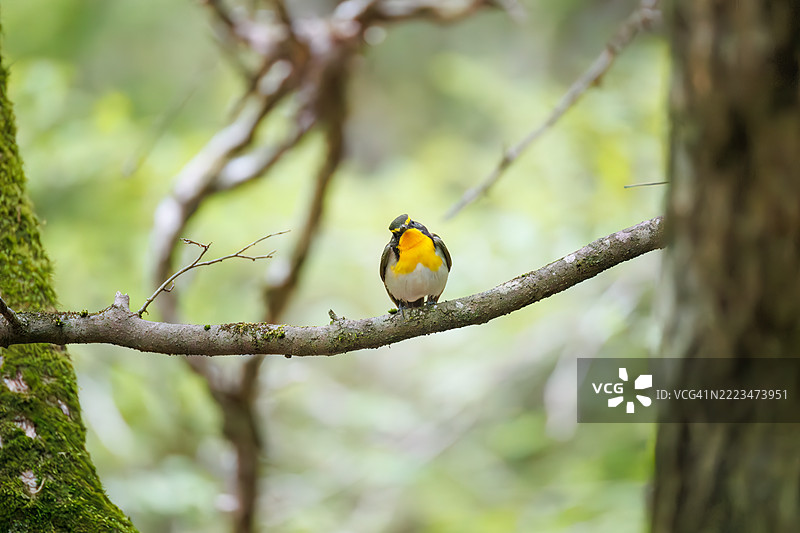 一对可爱的水仙鹟（Ficedula narcissina）在春天的水中洗澡。图片素材