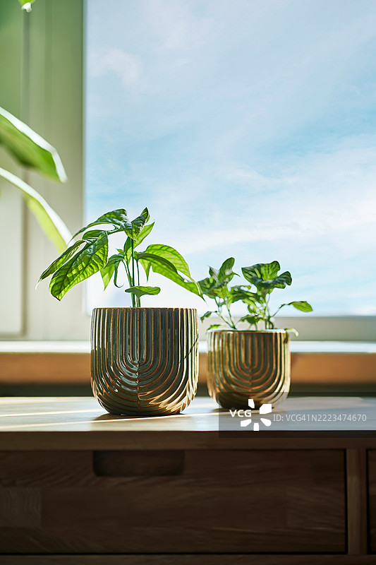 客厅窗台上的两盆室内植物。图片素材