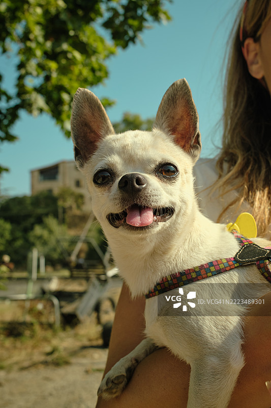 快乐的小吉娃娃在户外享受阳光明媚的日子图片素材