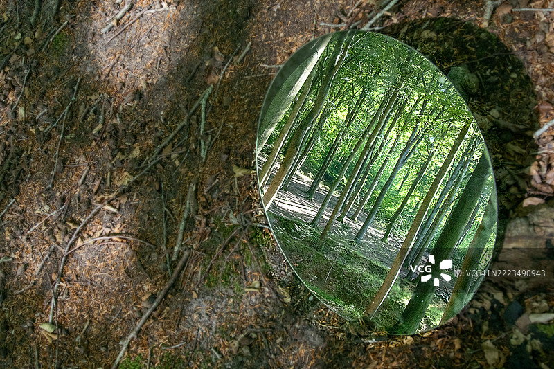在春天的森林深处，一面圆形镜子映照着树木的嫩绿树冠和树干，仿佛是通往大自然宁静奇观的窗口。图片素材