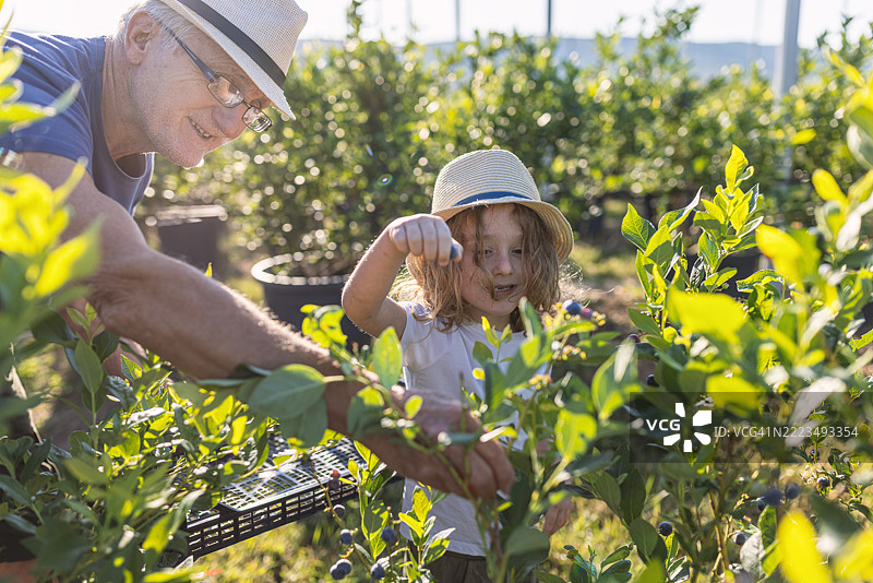 祖父和孙子在有机农场采摘蓝莓图片素材