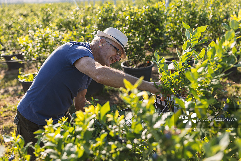 老农民在农场采摘新鲜蓝莓图片素材