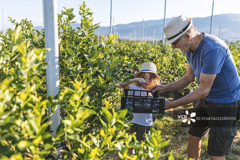 祖父和孙子在有机农场采摘蓝莓图片素材