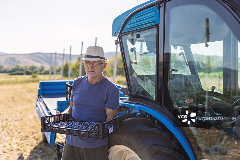 老年人正在收获新鲜的蓝莓图片素材