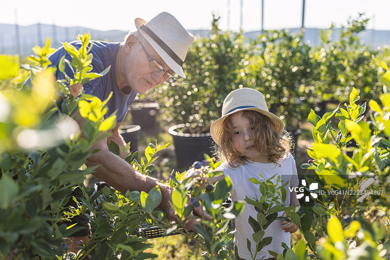 祖父和孙子在农场采摘蓝莓图片素材