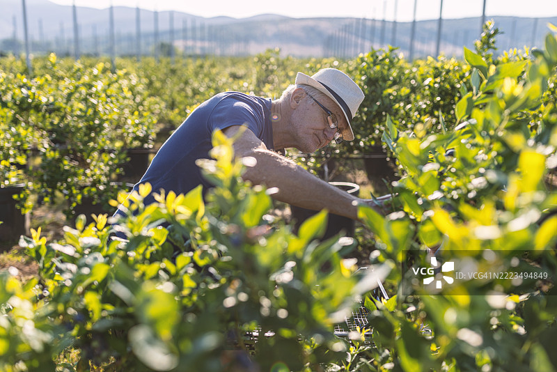 老农民在农场采摘新鲜蓝莓图片素材