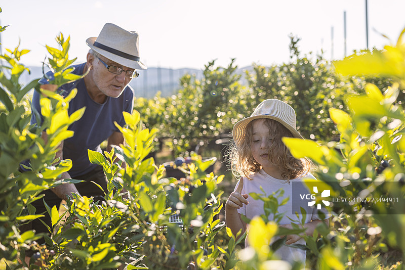 祖父和孙子在农场采摘蓝莓图片素材