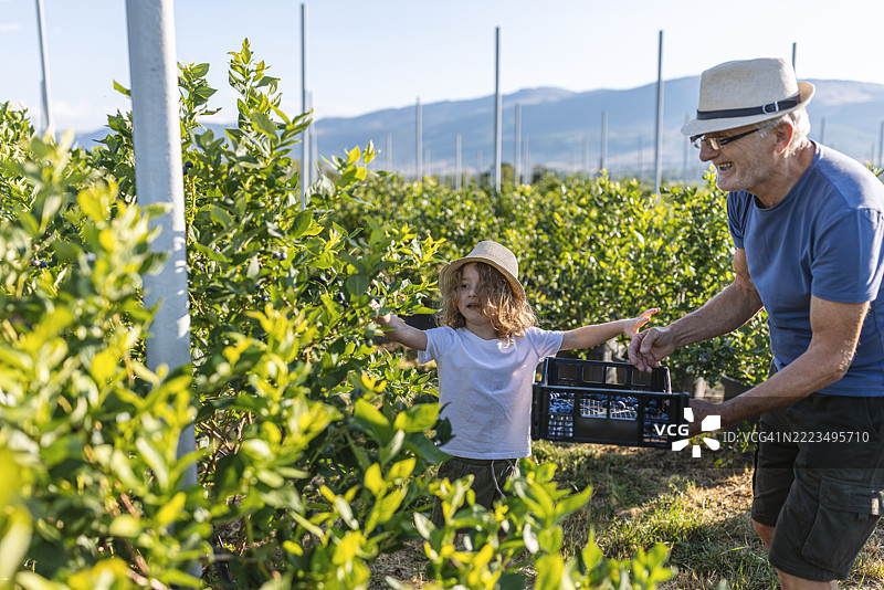 和爷爷一起享受农场的一天图片素材