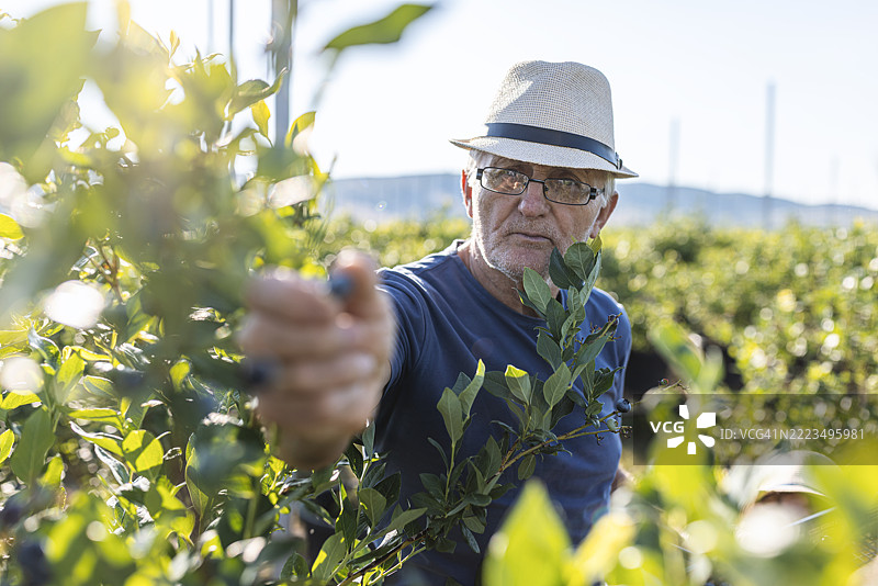 老农民在农场采摘新鲜蓝莓图片素材