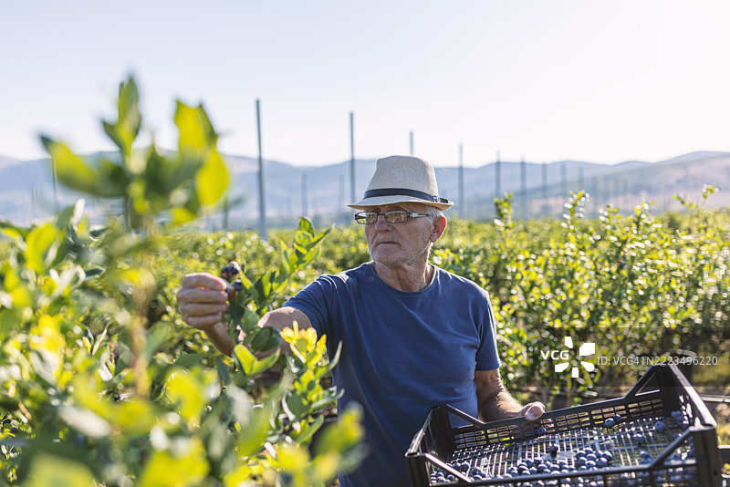 老农民在农场采摘新鲜蓝莓图片素材