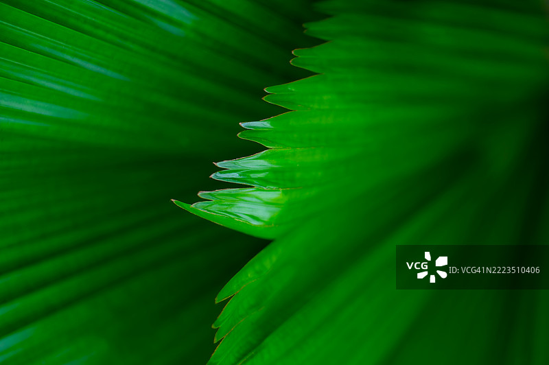 热带森林中棕榈叶的自然背景。图片素材