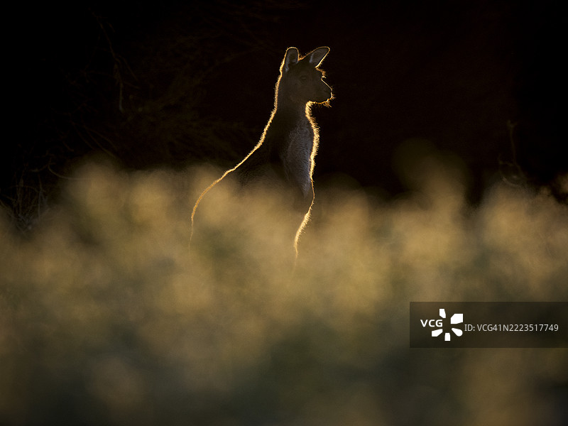 袋鼠岛灰袋鼠（Macropus fuliginosus fuliginosus）在傍晚阳光下逆光照射图片素材
