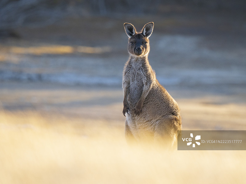 袋鼠岛灰袋鼠（Macropus fuliginosus fuliginosus）肖像图片素材