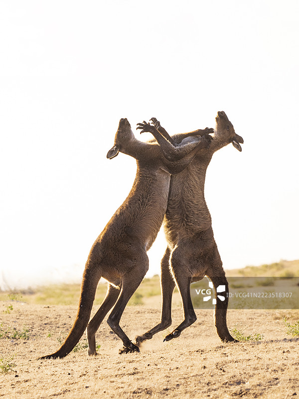 两只雄性袋鼠岛灰袋鼠（Macropus fuliginosus fuliginosus）在打斗图片素材