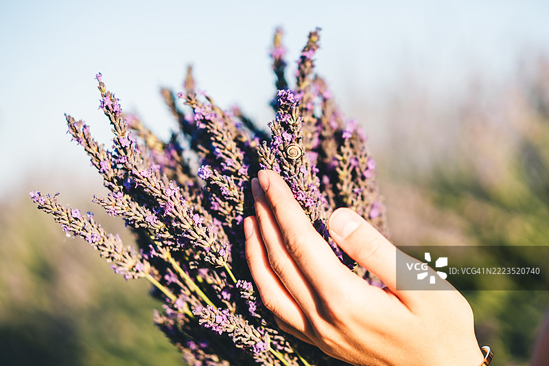 温暖的日落光线下，手轻轻握着一束薰衣草和一只小蜗牛，特写镜头。自然质感，宁静的夏日氛围，柔和的背景虚化，自然生活场景。图片素材