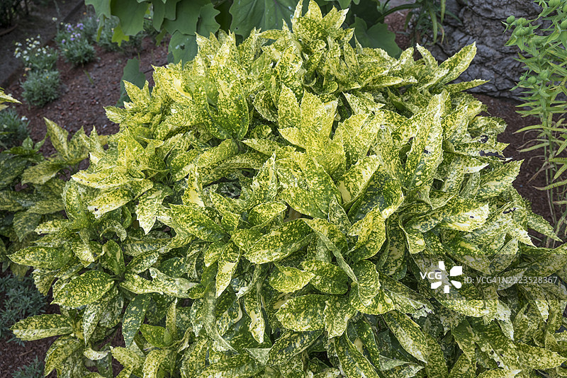 斑叶日本女贞在花园环境中图片素材