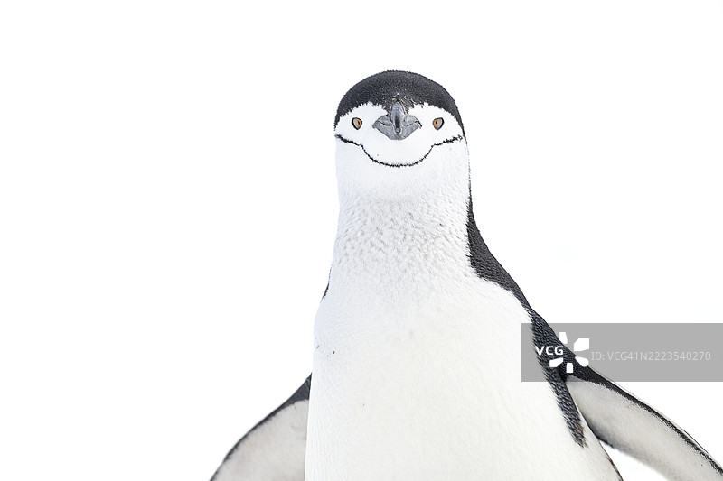美丽的高调艺术中黑脚企鹅特写图片素材