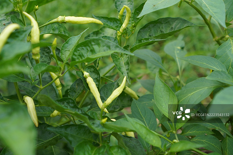 凯伦辣椒图片素材