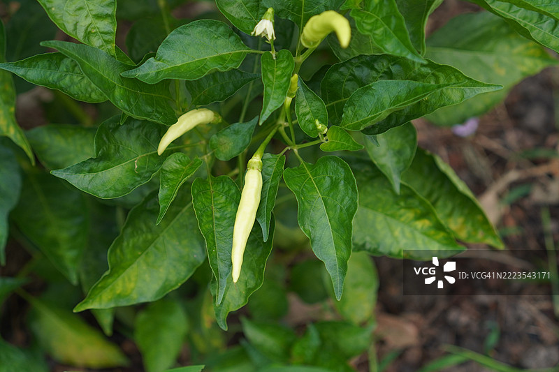 凯伦辣椒图片素材