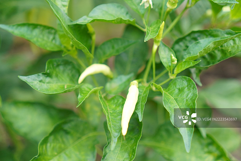 凯伦辣椒图片素材