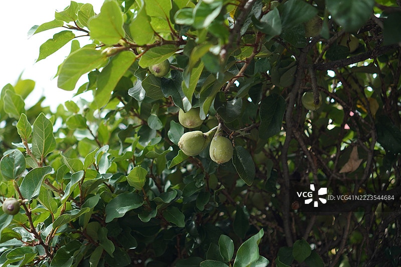 爬藤榕，攀缘榕，爬行橡胶榕 Ficus pumila Moraceae图片素材