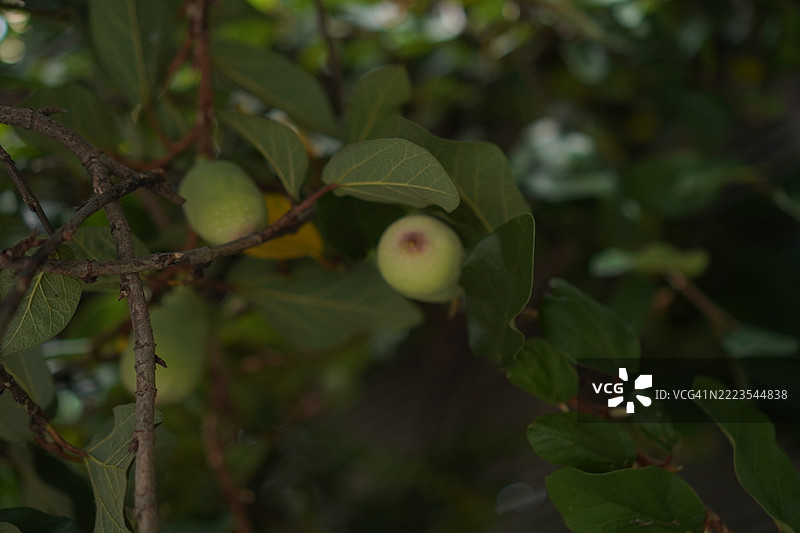 爬藤榕，攀缘榕，爬行橡胶榕 Ficus pumila Moraceae图片素材