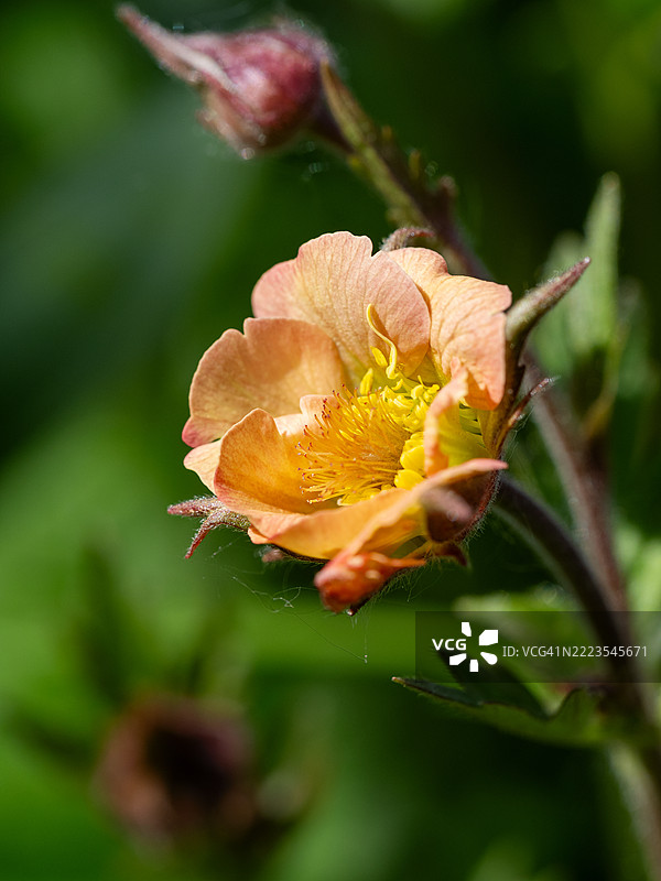 盛开的金盏花特写，娇嫩的橙色花瓣和明亮的黄色雄蕊，背景是春季花园柔和的绿色光线。图片素材