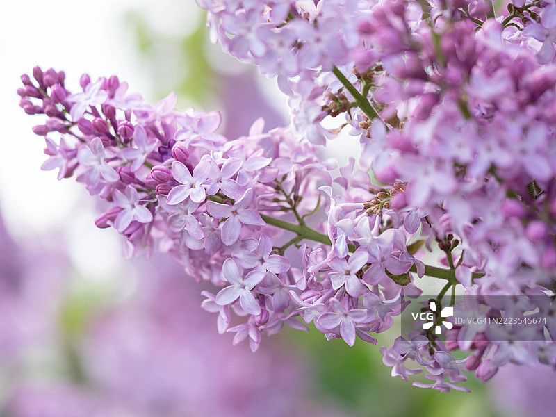 盛开的紫丁香花（Syringa vulgaris）特写，柔和的粉紫色花瓣，在柔和的光线下拍摄，背景为梦幻般模糊的花卉。图片素材
