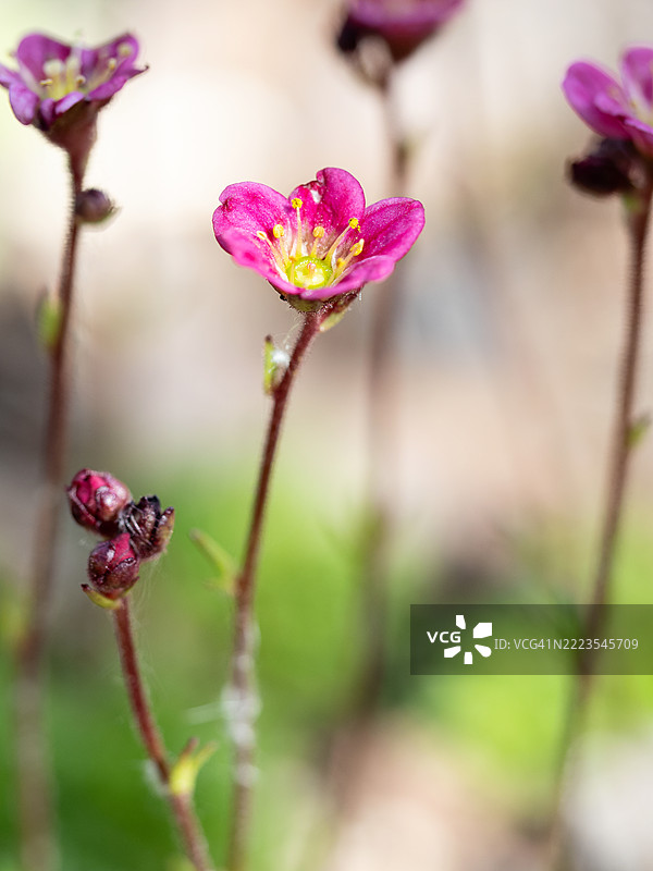 盛开的粉色石莲花特写，黄色花药环绕着花蕾和模糊的茎，背景柔和自然。图片素材