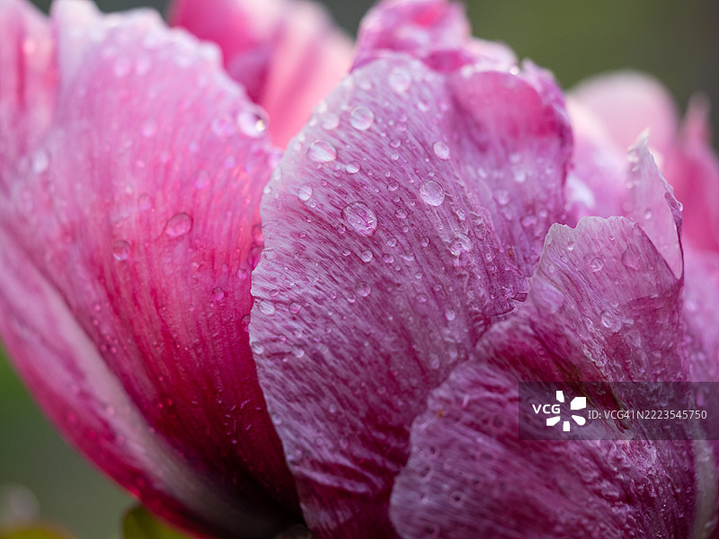 粉色树牡丹（Paeonia suffruticosa）花蕾特写，覆盖着雨滴，周围有光滑的绿色叶子和柔和的背景虚化效果。图片素材