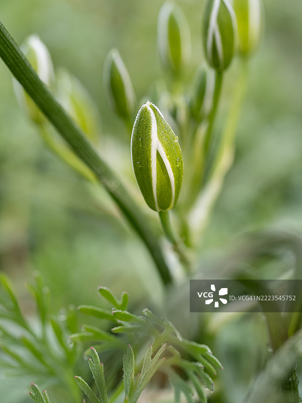 未开放的鸟尾百合花蕾特写，展示了带有白色中央条纹和细腻表面的细长绿色花蕾，周围是自然光下柔焦的叶子。图片素材