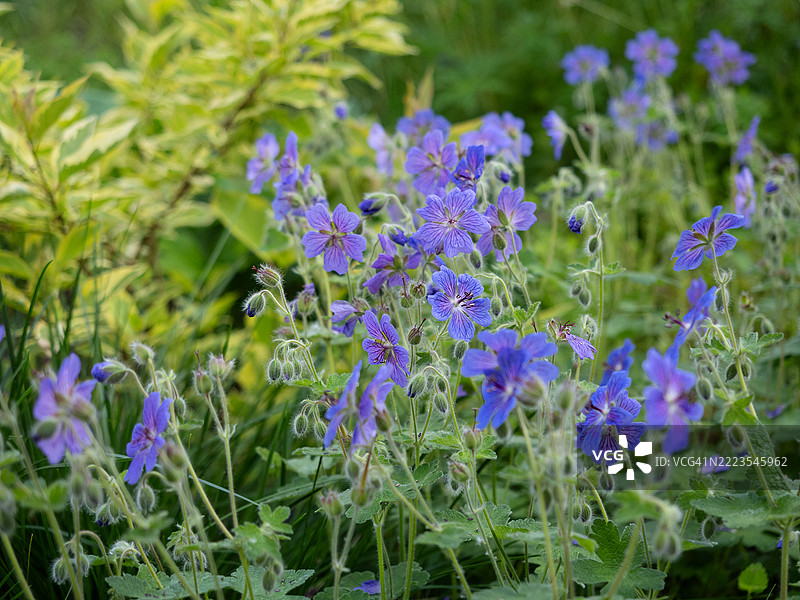 盛开的菲利普·瓦佩尔的红花天竺葵（Geranium renardii Philippe Vapelle）丛，紫蓝色花朵和深裂叶子，生长在自然风格的花园边界中，与草类和多年生植物相伴。图片素材
