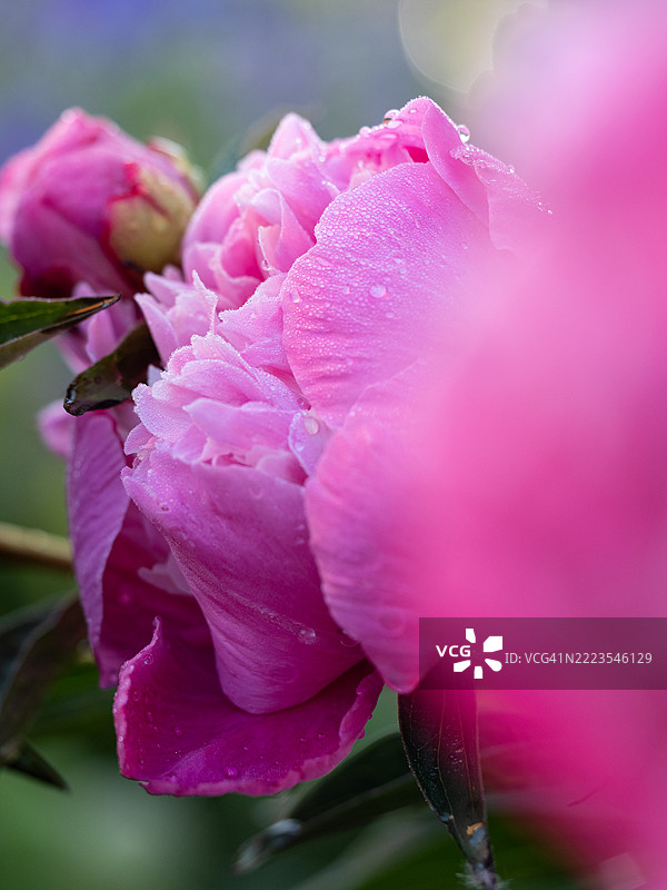 清晨露珠覆盖的鲜艳粉色牡丹（Paeonia lactiflora）特写，柔软的花瓣和模糊的前景营造出梦幻浪漫的花园氛围。图片素材