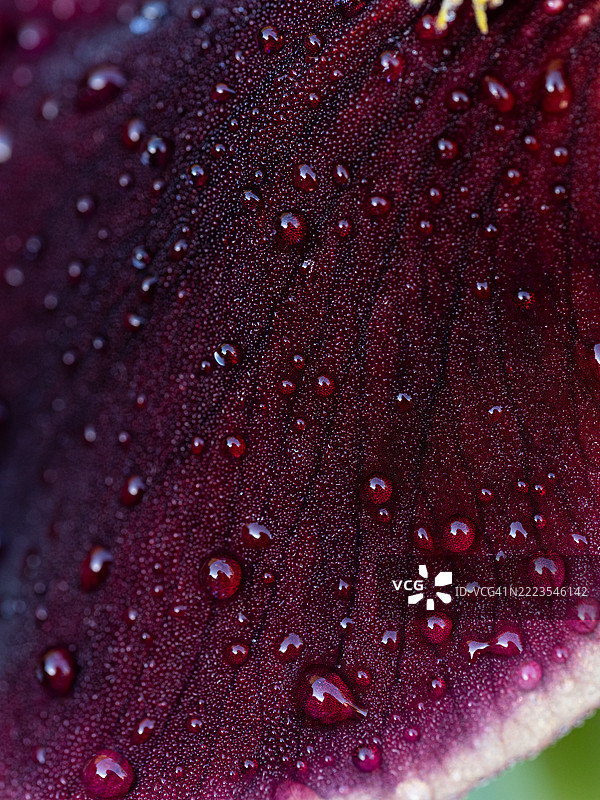 极端特写的须状鸢尾花瓣，展现深酒红色的纹理和闪亮的水滴，揭示复杂的植物细节。图片素材