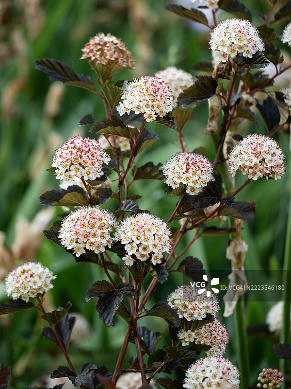 白色花朵簇拥着粉色雄蕊，在夏季红酒的圆叶榆上盛开，深红色的叶子和直立的红色茎在郁郁葱葱的花园环境中显得格外迷人。图片素材