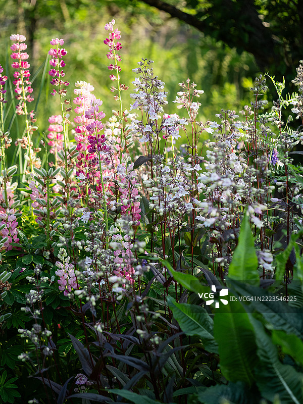 黑塔笔筒花盛开，紫红色的高茎和淡粉色的花朵，密集地生长在与蓝色矢车菊、紫花狼毒和星花混合的多年生花坛中，营造出乡村风格的花园。图片素材