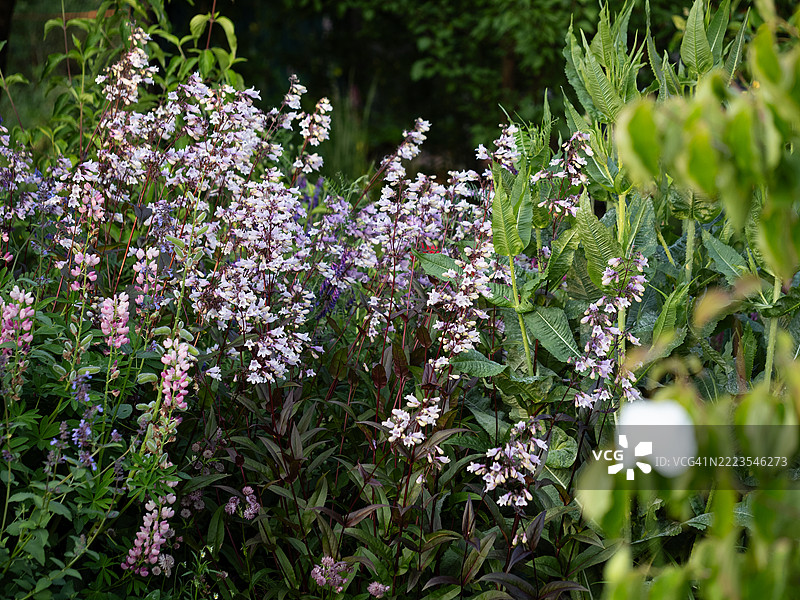 黑塔笔筒花盛开，紫红色的高茎和淡粉色的花朵，密集地生长在与蓝色矢车菊、紫花鸢尾和星花的混合多年生花坛中，营造出乡村风格的花园。图片素材