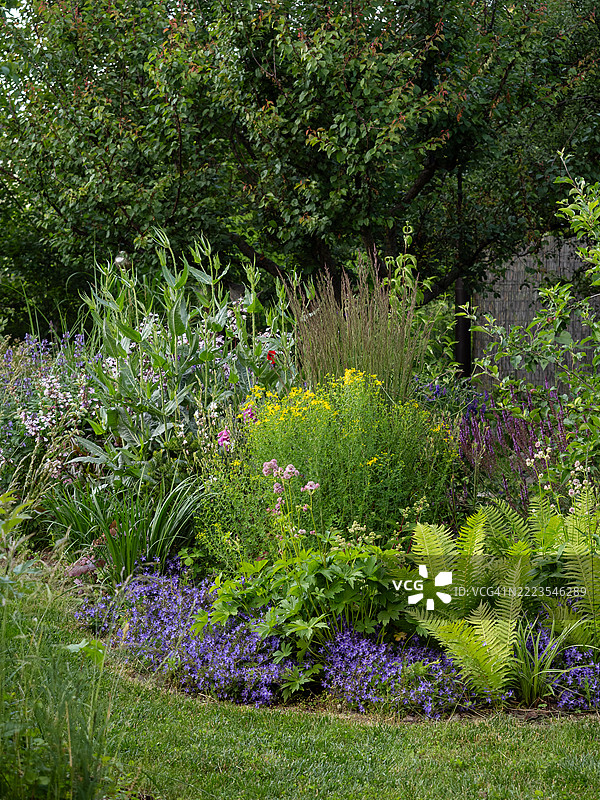 郁郁葱葱的夏季花园边界，层次分明地种植着蕨类植物、波斯卡铃兰、黄色花朵、观赏草和多年生植物。自然主义的景观设计，色彩丰富、质感多样，营造出乡村风格的后院。图片素材