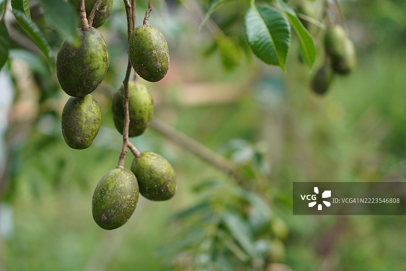 橄榄树图片素材