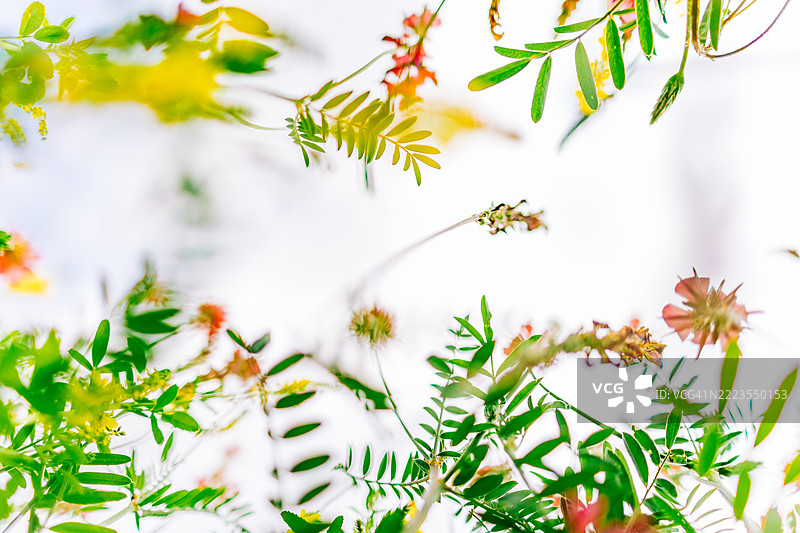 野花在天空中摇曳，梦幻而空灵的氛围图片素材
