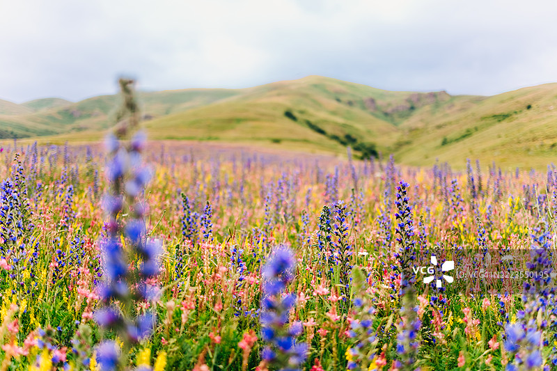 山间草甸盛开的野花图片素材